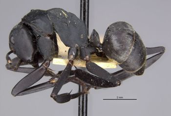 Media type: image;   Entomology 23244 Aspect: habitus lateral view